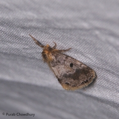 Euproctis antiphates