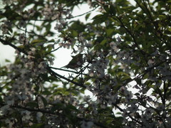 Zosterops simplex