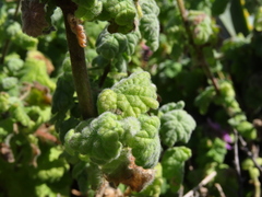 Pseudodictamnus africanus