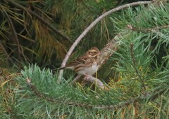 Emberiza rustica
