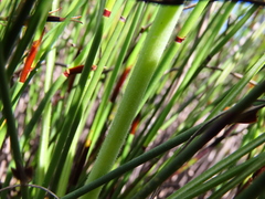 Albuca cooperi