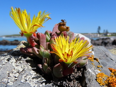 Cheiridopsis rostrata