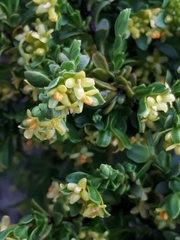 Pimelea serpyllifolia