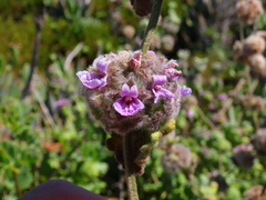 Pseudodictamnus africanus