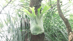 Platycerium superbum