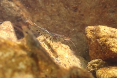 Caridina cantonensis