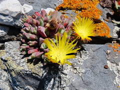 Cheiridopsis rostrata