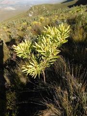 Leucadendron microcephalum