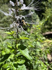 Xylocopa virginica virginica