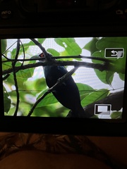 Phaenicophaeus sumatranus