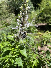 Xylocopa virginica virginica