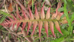 Blechnaceae