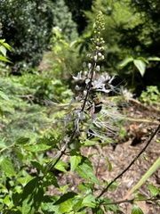 Xylocopa virginica virginica