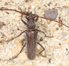 Cerambycidae