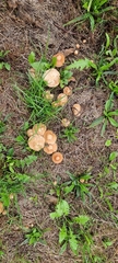 Marasmius oreades