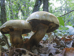 Cyanoboletus pulverulentus