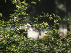 Prunus triloba