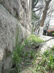 Poa acroleuca