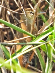 Acrocephalus orientalis