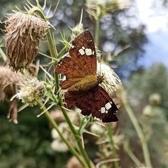 Pseudocoladenia dan