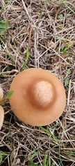 Marasmius oreades