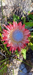 Protea cynaroides