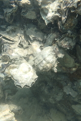 Ostreidae