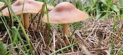 Marasmius oreades
