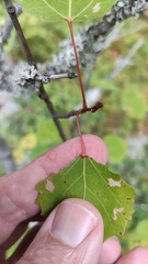 Eriophyes diversipunctatus