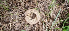Marasmius oreades