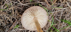 Marasmius oreades