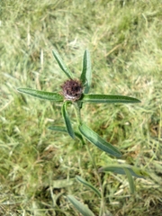 Centaurea nigra
