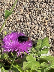Bombus lapidarius