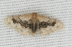 Idaea gemmata