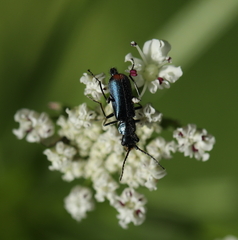 Cordylepherus viridis