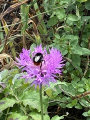 Bombus lapidarius