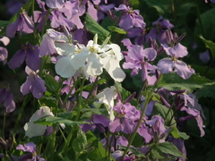 Orychophragmus violaceus