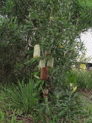 Banksia serrata