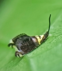 Adelidae