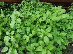 Acalypha ostryifolia