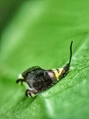 Adelidae