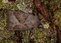Mesogona oxalina