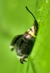 Adelidae