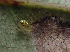 Thwaitesia nigronodosa