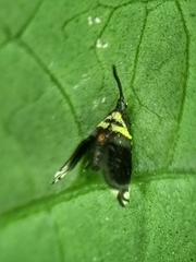 Adelidae