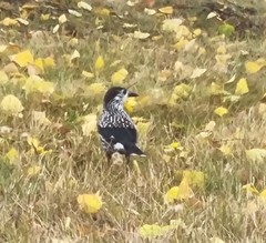 Nucifraga caryocatactes