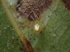 Thwaitesia nigronodosa