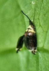 Adelidae
