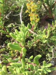Tetragonia