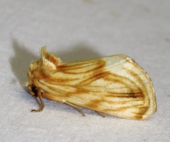 Cirrhophanus triangulifer